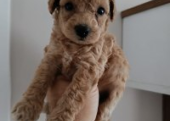 Toy  poodle 3 aylık